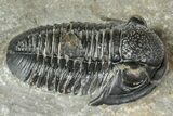 Detailed Gerastos Trilobite Fossil - Morocco #243767-2